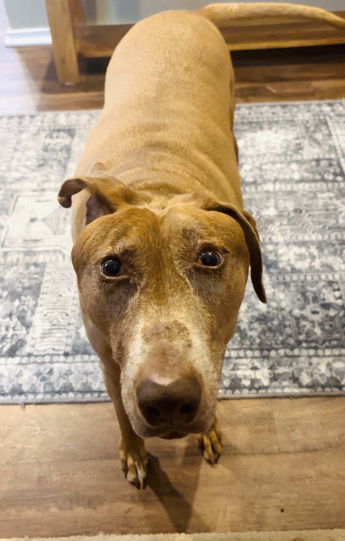 Belle looking up sweetly on a patterned rug at home